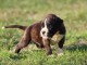 Adorable chiot Boxer femelle et mâle a donner