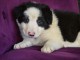 chiots Border collie lof a donner