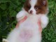 chiot Spitz pomeranian lof a donner