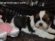  À donner Chiot type SHIH TZU femelle