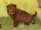 chiot Shar Pei a donner