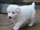 A Donne chiot type Berger Blanc Suisse femelle