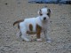 Chiots Staffordshire Bull Terrier LOF a donner