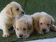 Chiots labradors lof a donner