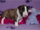 Chiot Bull Terrier lof a donner