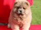 chiot chow chow lof a donner