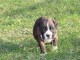 Adorable chiot Boxer femelle et mâle a donner