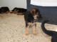 Donne chiot berger allemand femelle lof