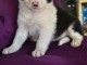 chiots Border collie lof a donner