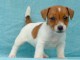 Chiot jack russell lof a donner