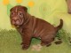 chiot Shar Pei a donner