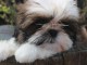 Donnes chiot shih tzu femelle non inscrit au lof