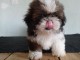 Donnes chiot shih tzu femelle non inscrit au lof