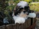 Donnes chiot shih tzu femelle non inscrit au lof