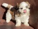 Donnes chiot shih tzu femelle non inscrit au lof