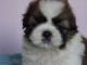 Donnes chiot shih tzu femelle non inscrit au lof