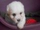 Chiot coton de tulear LOF a donner