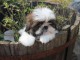 Donnes chiot shih tzu femelle non inscrit au lof