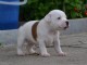 Chiots Staffordshire Bull Terrier LOF a donner