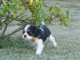 Chiots Cavaliers King Charles LOF a donner