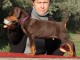 Magnifique chiots dobermann a donner