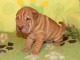 chiot Shar Pei a donner