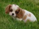 Chiots Cavaliers King Charles LOF a donner