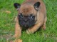 Chiot Bouledogue Français lof a donner