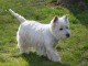 chiot Westie lof a donner