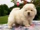 chiot chow chow lof a donner