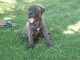 chiots bullmastiff lof a donner