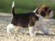 chiot Beagle LOF a donner