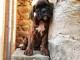 Adorable chiot Boxer femelle et mâle a donner