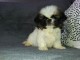 chiot pekinois lof a donner