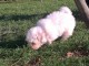 Chiot coton de tulear LOF a donner