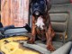 Adorable chiot Boxer femelle et mâle a donner