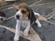 chiot Beagle LOF a donner