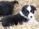 chiots Border collie lof a donner