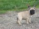 Chiot Bouledogue Français lof a donner