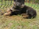 chiots Berger allemand LOF a donner