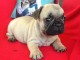 Chiot Bouledogue Français lof a donner