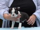 Chiot Boston Terrier  lof a donner