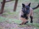 chiot berger belge  femelle et mâle a donner