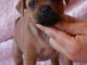 Chiots Staffordshire Bull Terrier LOF a donner