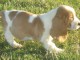 Chiots Basset Hound a donner