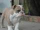 chiot bulldog anglais lof a donner