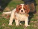 Donner chiot cavalier king charles spaniel femelle