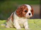 Donner chiot cavalier king charles spaniel femelle