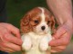 Donner chiot cavalier king charles spaniel femelle