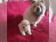 Chiot chow chow disponible de suite 